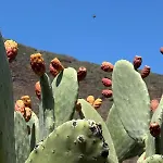 Der Ewigen Sonne Playa Del Cura (Gran Canaria)