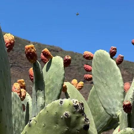 Der Ewigen Sonne Playa Del Cura (Gran Canaria)
